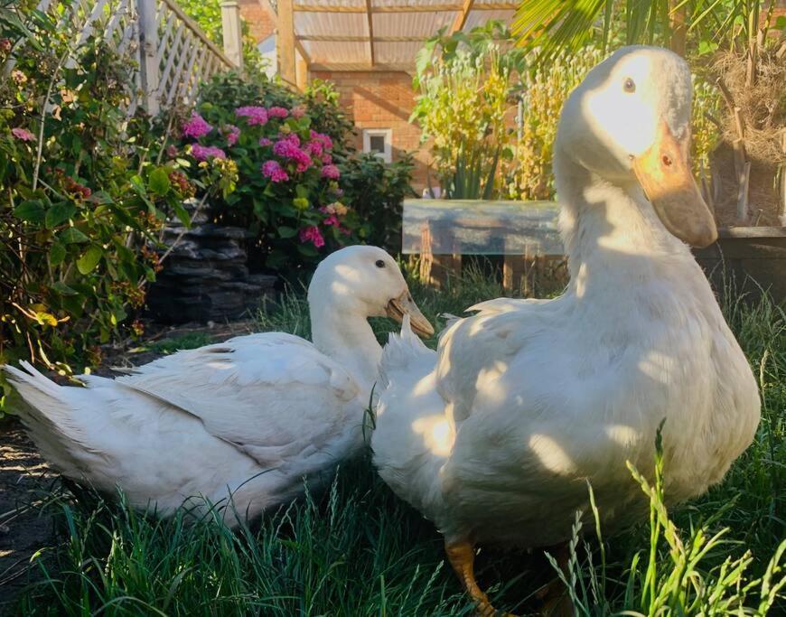 Duck Terrace With Gym Duckling Stays Kibworth Harcourt Exterior foto
