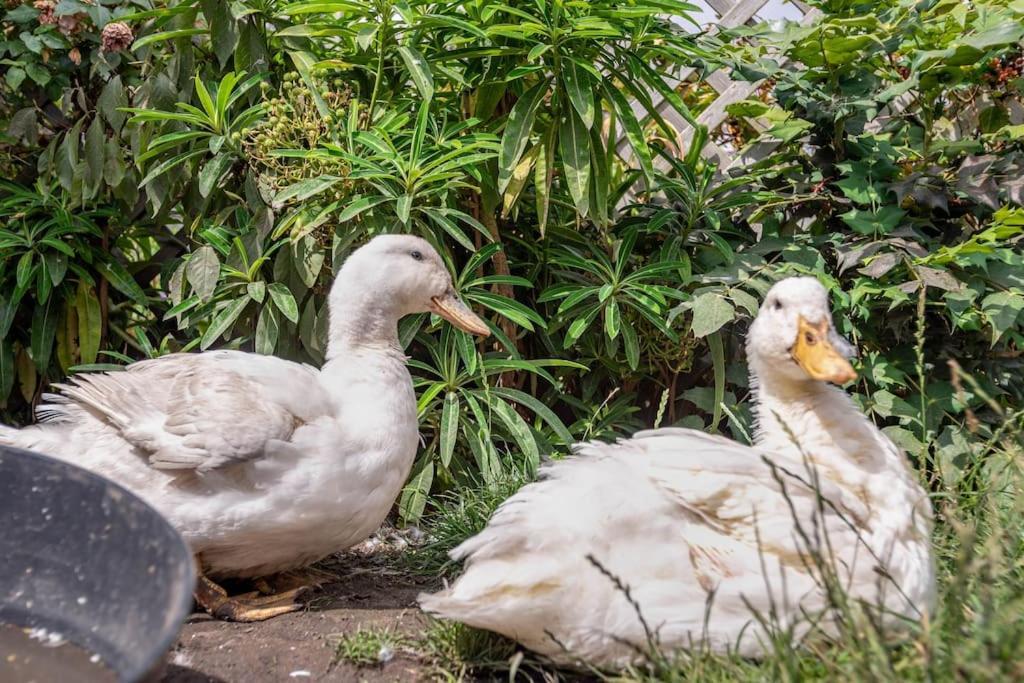 Duck Terrace With Gym Duckling Stays Kibworth Harcourt Exterior foto